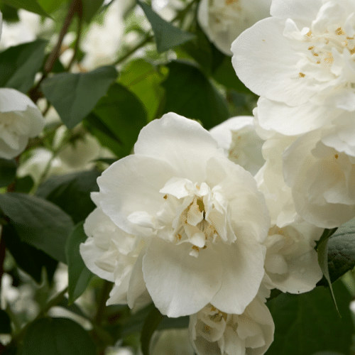 Begonia White