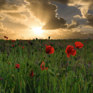 Poppies